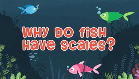 Why Do Fish Have Scales and The Importance of Fish Scales.